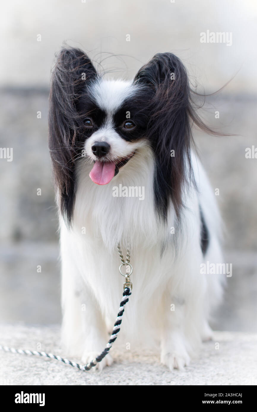 Outdoor portrait of Papillon dog, Continental Toy Spaniel, black and white. Stock Photo