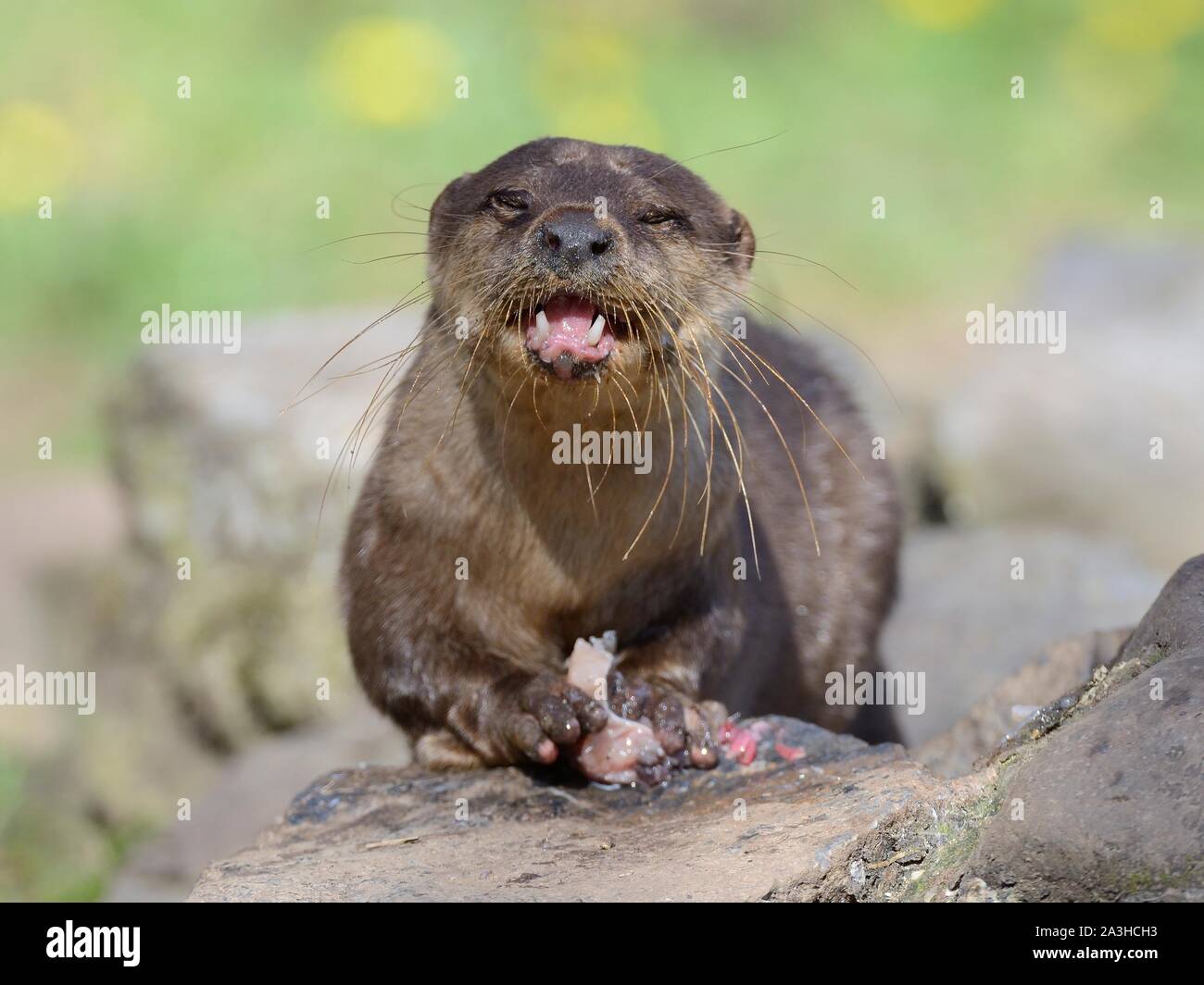 Asian short-clawed otter (Aonyx cinerea) eating a fish, Dartmoor Otter Sanctuary, Devon, UK, March. Stock Photo