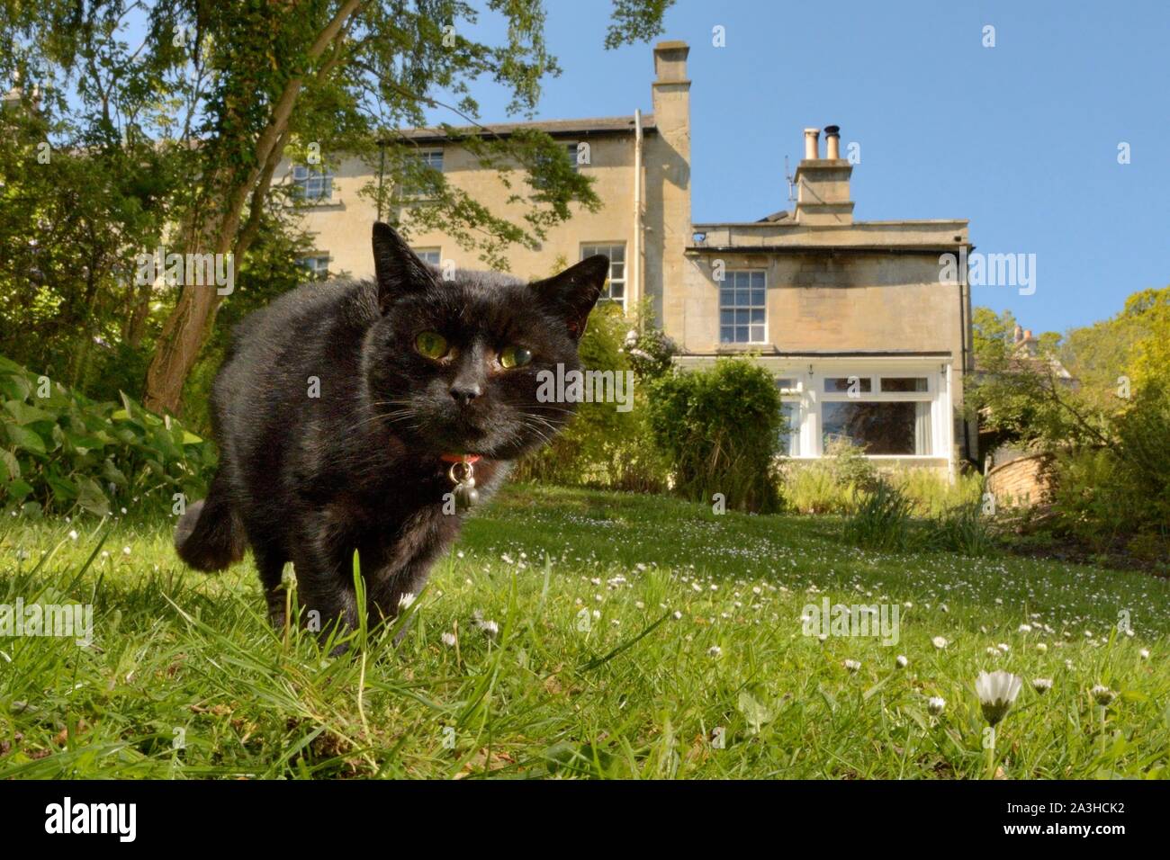 Black Domestic cat (Felis catus) hunting in a garden, wearing a bell to warn prey, Wiltshire, UK, May. Stock Photo