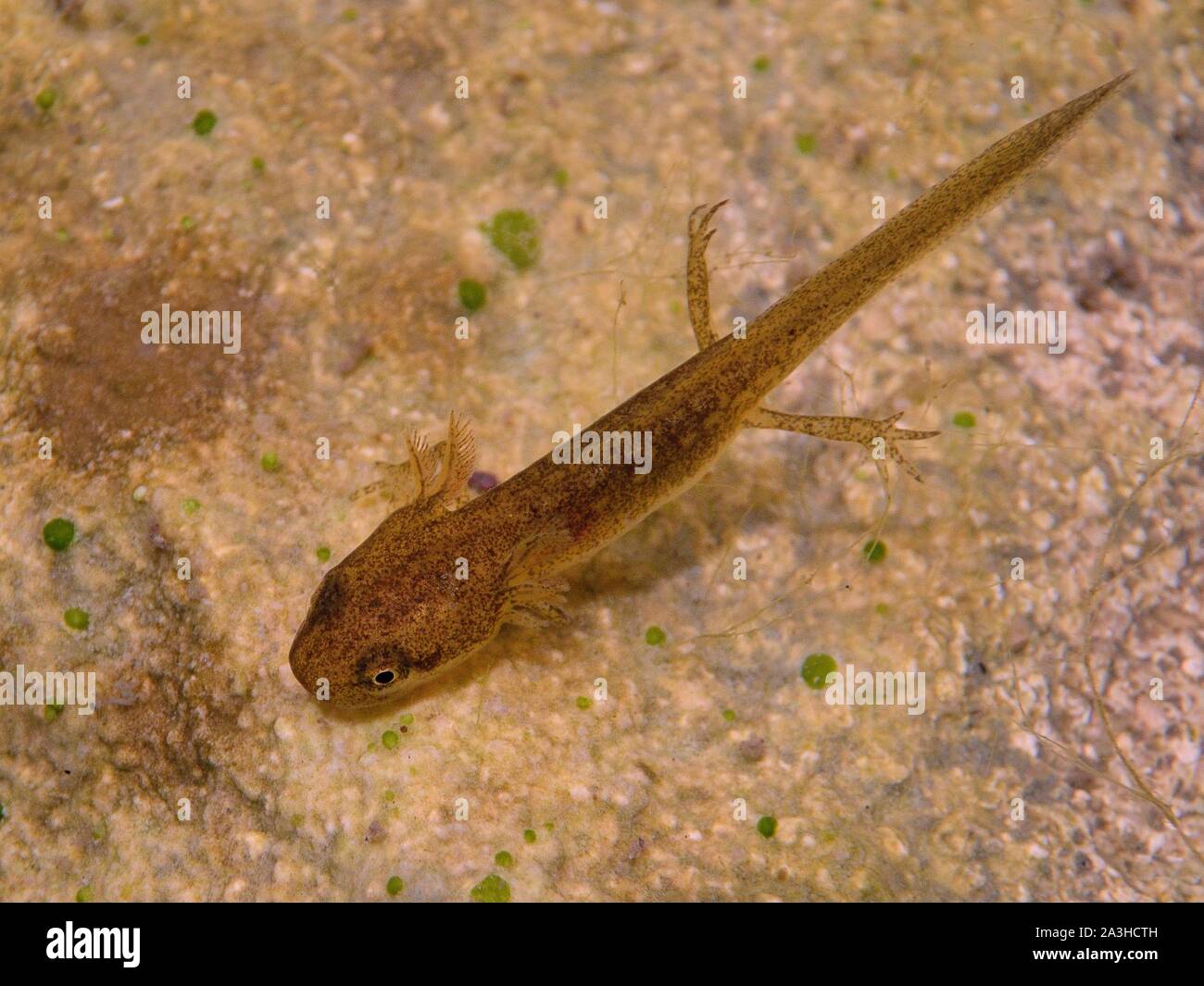 Palmate newt (Lissotriton helveticus) nymph or eft with external gills and legs in a garden pond in daylight, Wiltshire, UK, July. Stock Photo