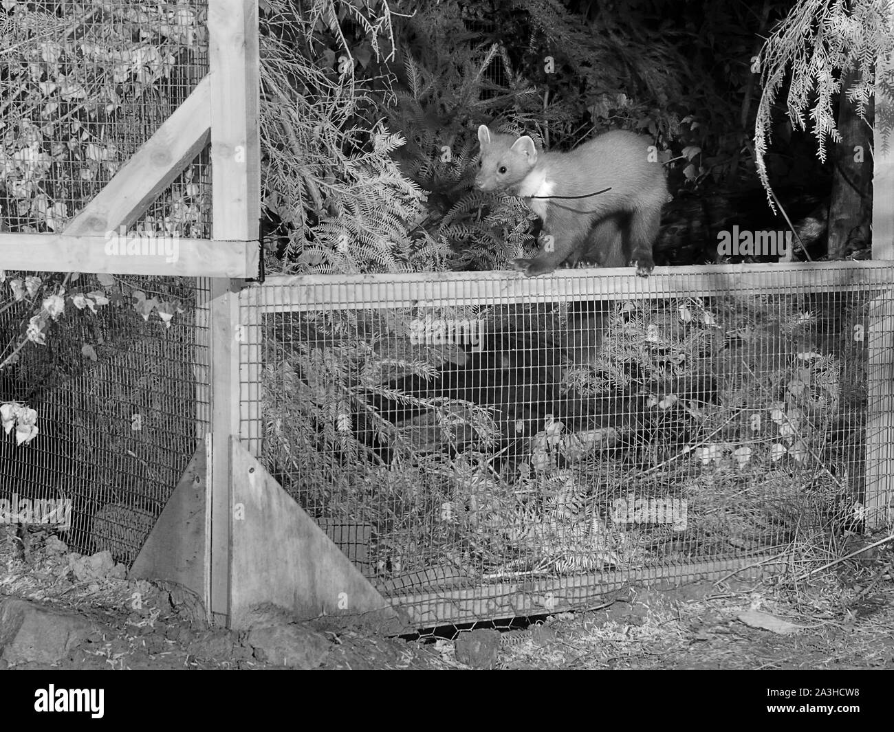 Radio-collared Pine Marten (Martes martes) emerging from a soft release cage at night during a reintroduction to the Forest of Dean, Glos, UK Sept '19 Stock Photo