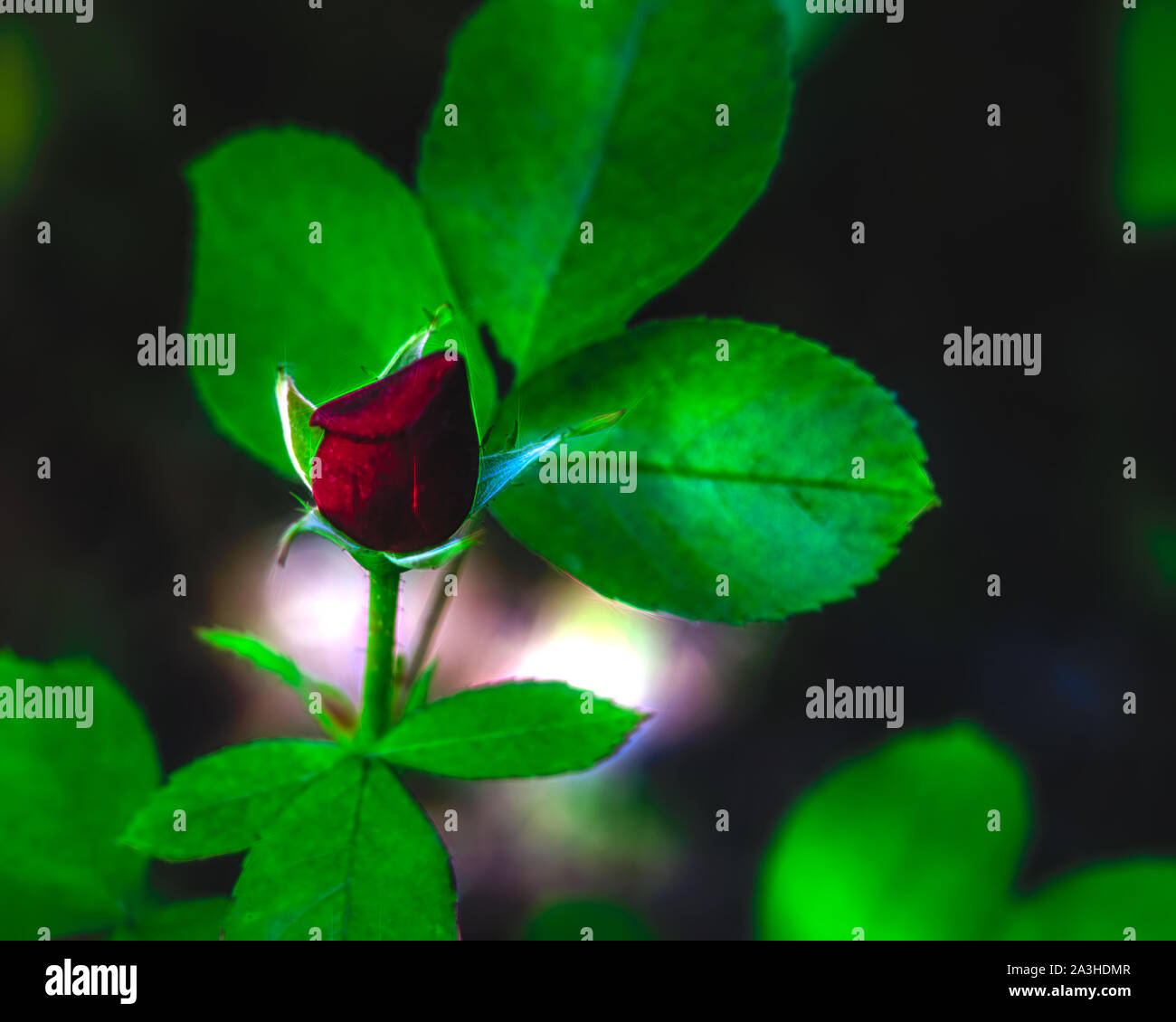 Illustrations Flower Hi Res Stock Photography And Images Alamy
