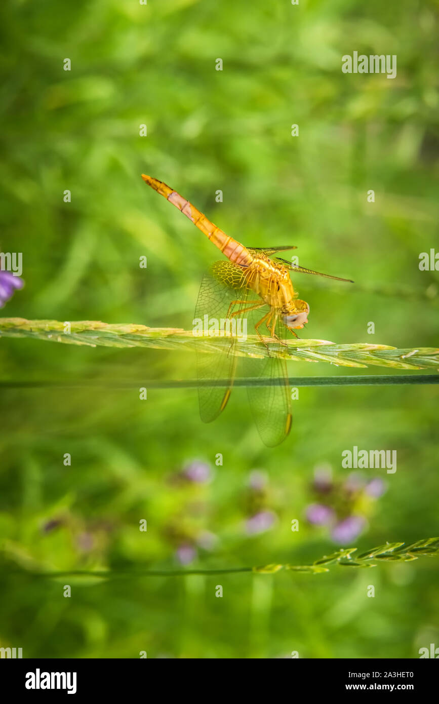 Close-up of large bright golden yellow dragonfly resting alone on ear of grass. Unfocused blooming meadow at background.  Selective focus. Vertical gr Stock Photo