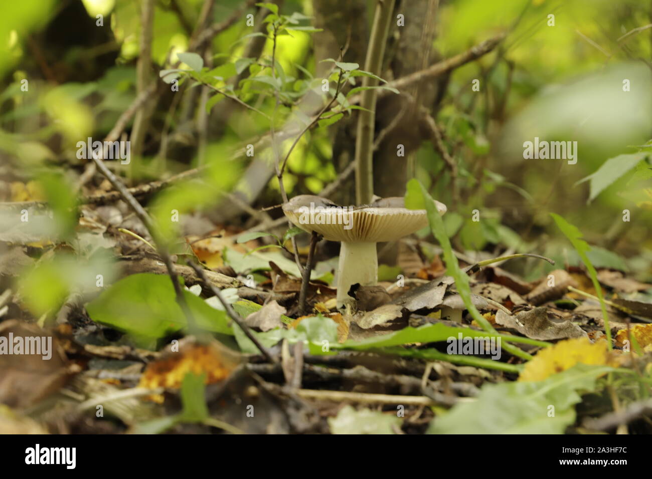 Tree Toad Stools Small toad stools hi-res stock photography and images - Alamy