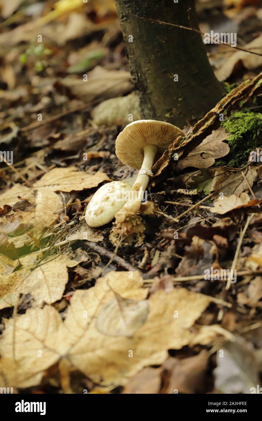 freckled dapperling is a common mushroom Stock Photo