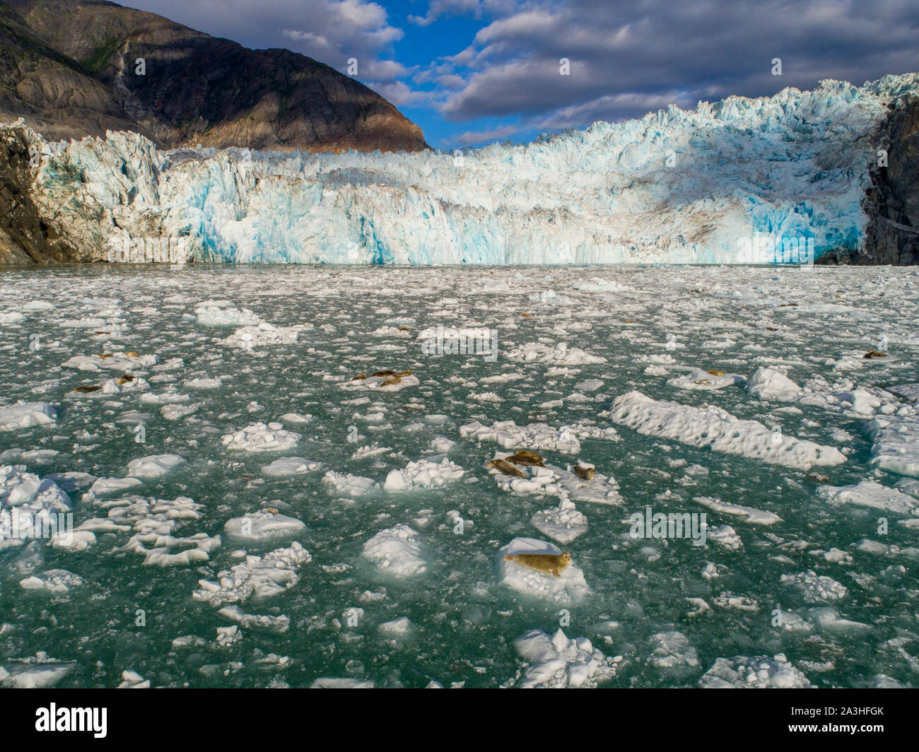 USA, Alaska, Tracy Arm - Fords Terror Wilderness, Overhead aerial view of Harbor Seals hauled out on scattered field of icebergs calved from Dawes Gla Stock Photo