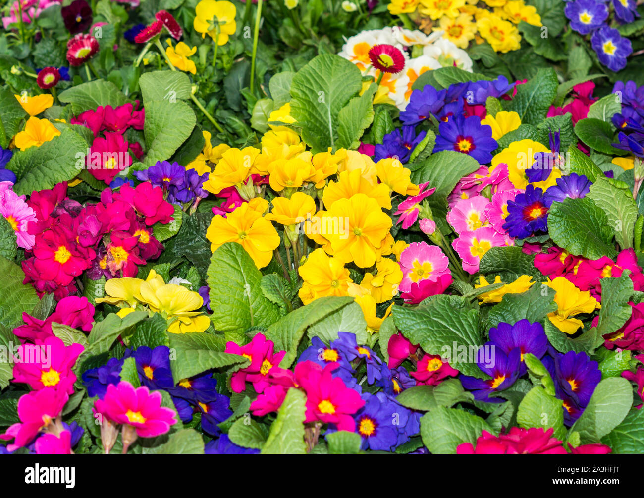 Primula in the Spring Stock Photo