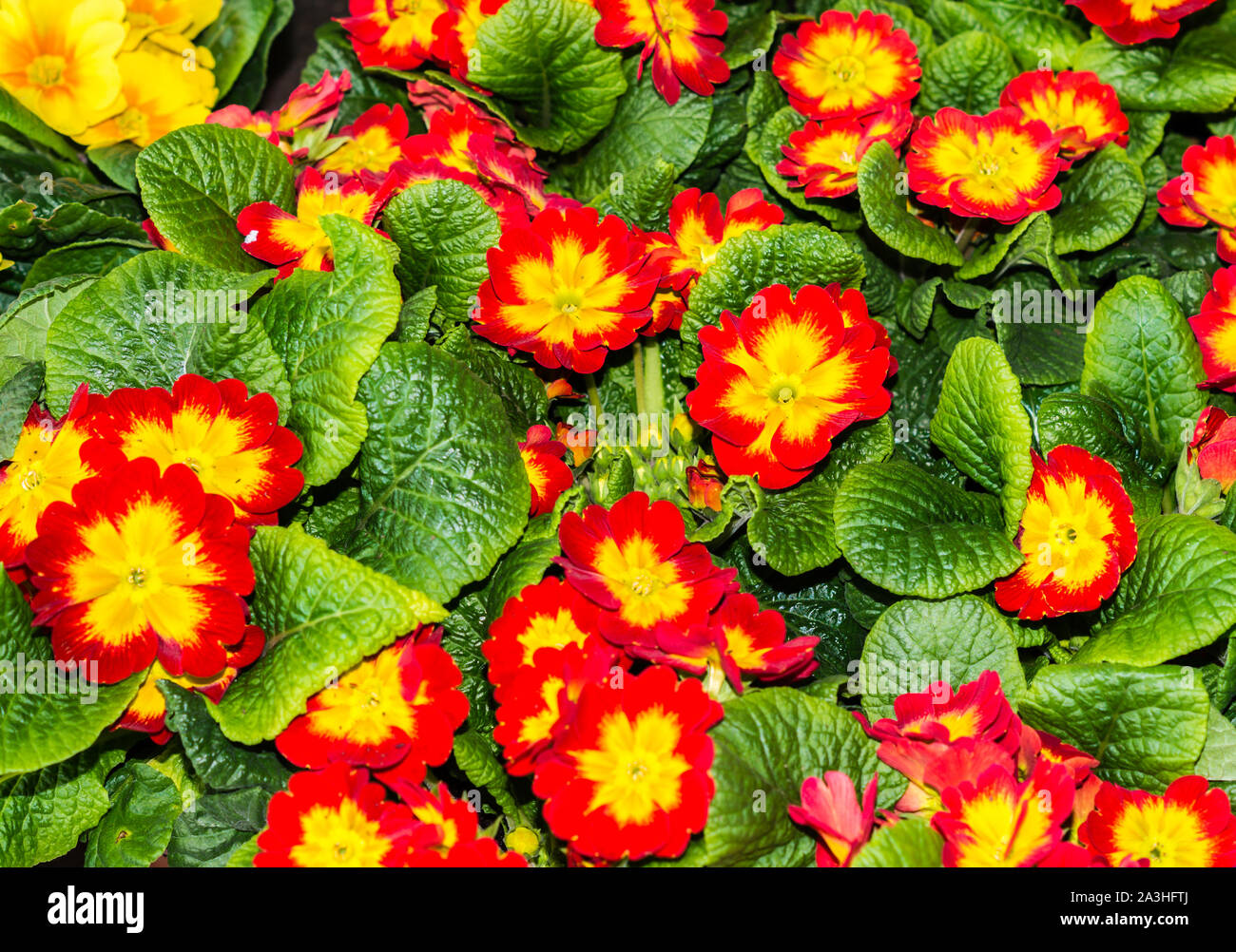 Red primrose in spring Stock Photo