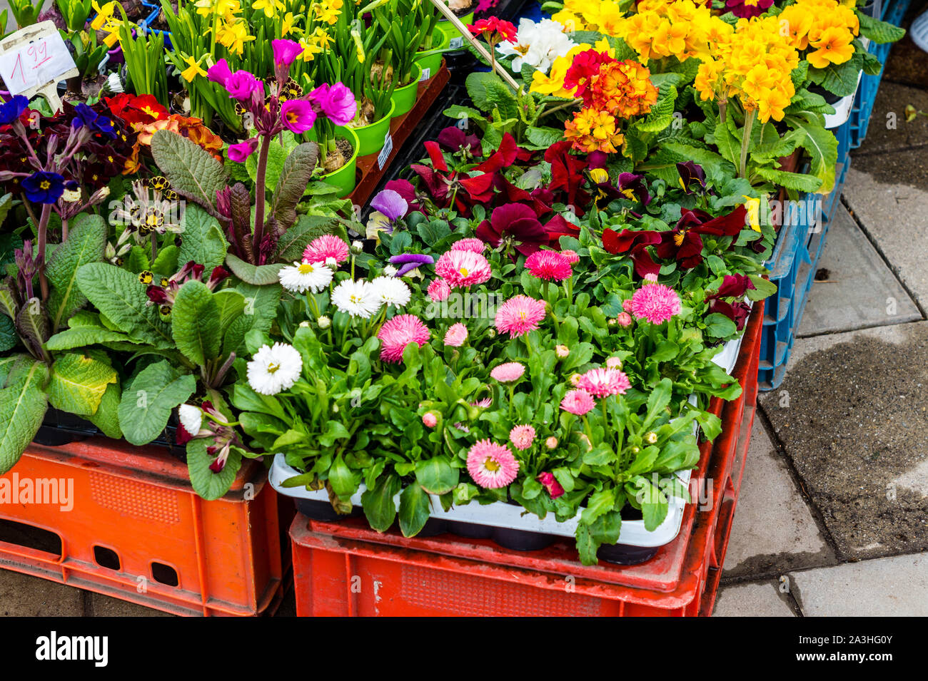 Flower shop spring flowers Stock Photo