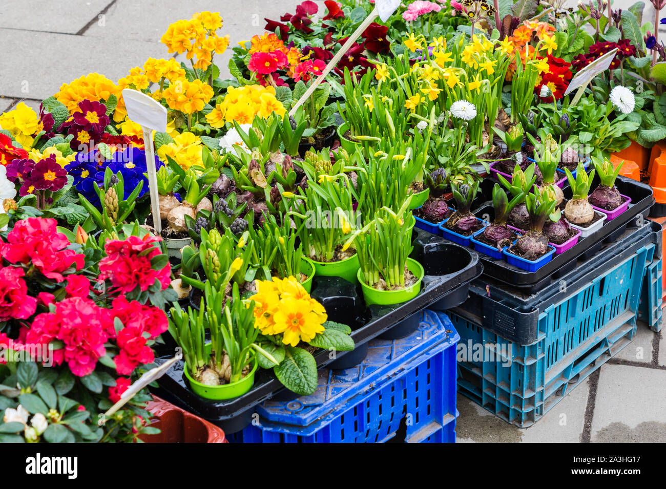 Flower shop in the spring Stock Photo