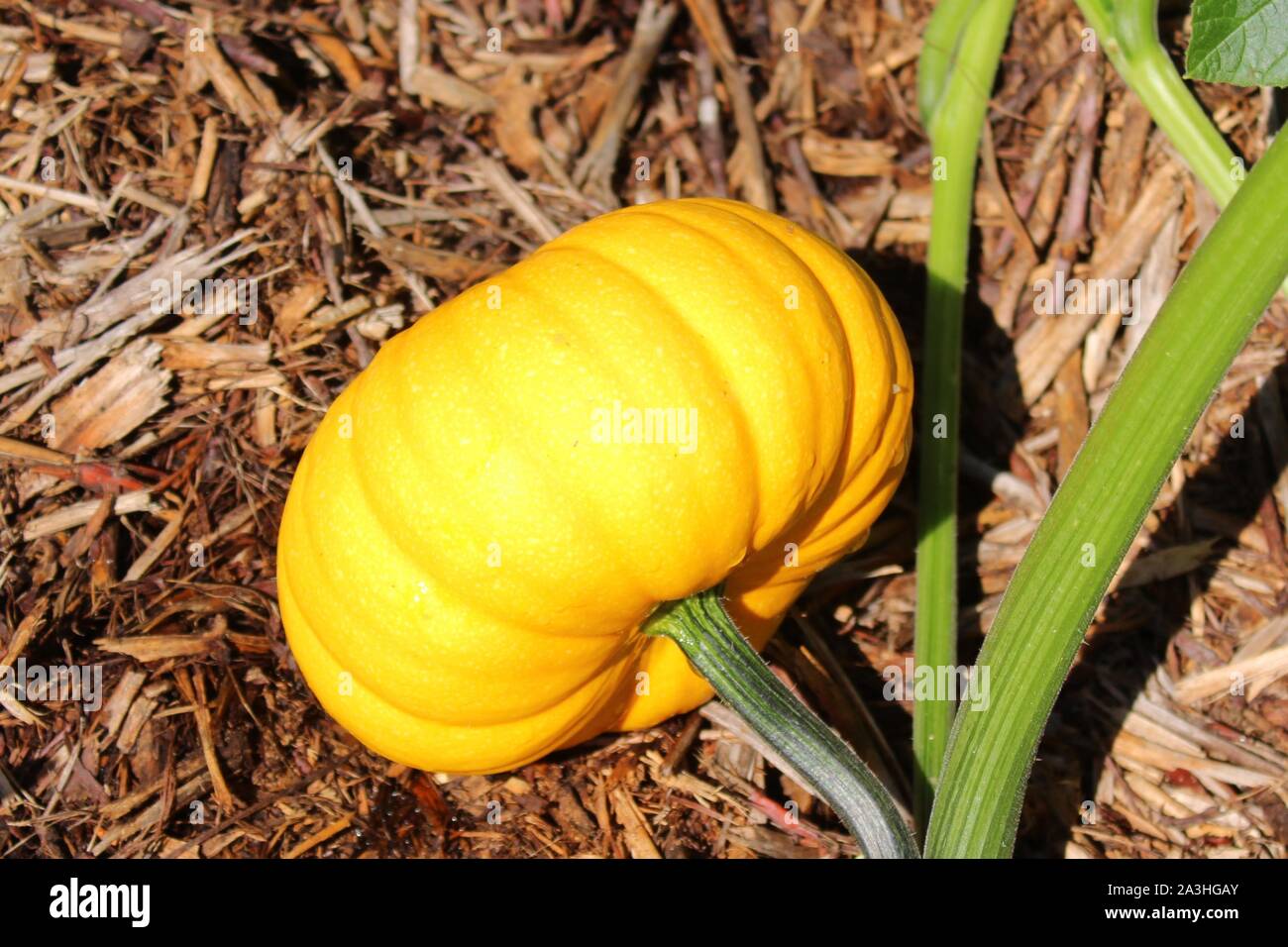 The picture shows pumpkins in the garden Stock Photo - Alamy