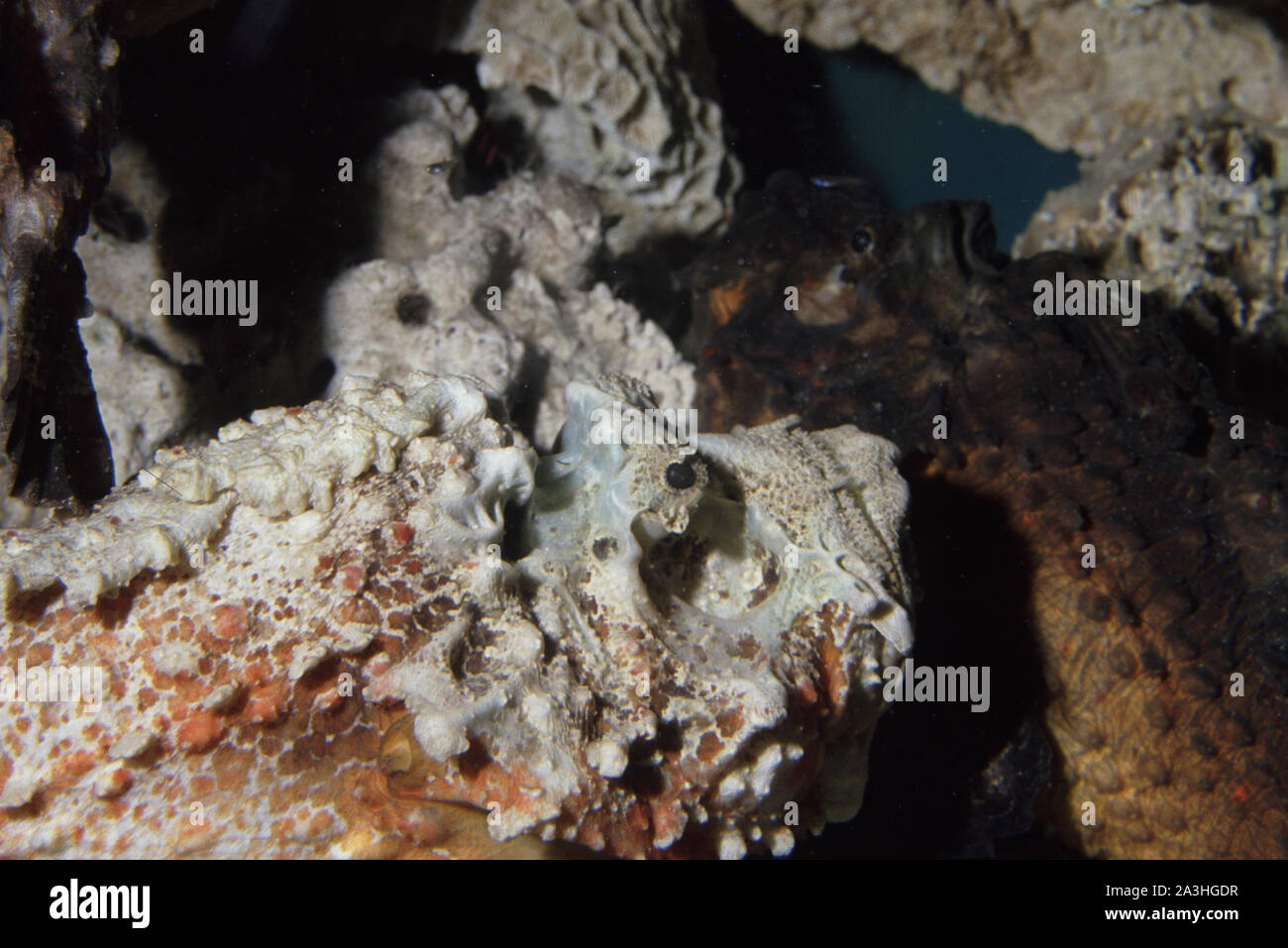 Estuarine stonefish, Synanceia horrida Stock Photo