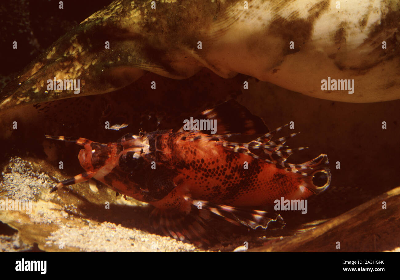 Ocellated of Fu-Manchu lionfish (Dendrochirus biocellatus) in aquarium Stock Photo