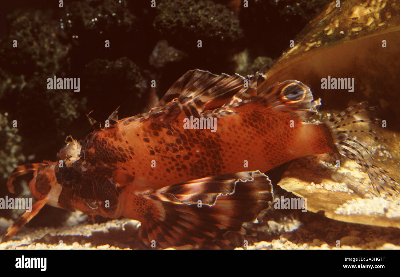 Ocellated or Fu-Manchu lionfish (Dendrochirus biocellatus) in aquarium Stock Photo