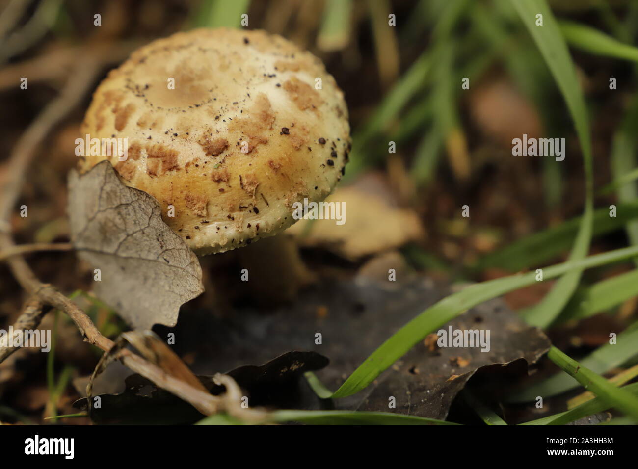 freckled dapperling is a common mushroom Stock Photo