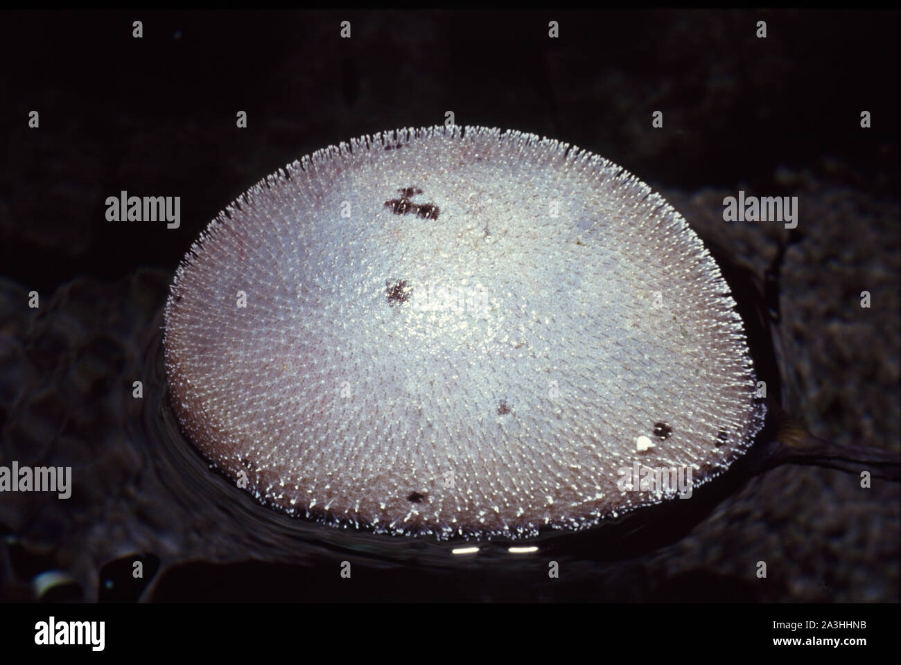 Swollen puffer fish (Arothron nigropunctatus) floating upsidedown