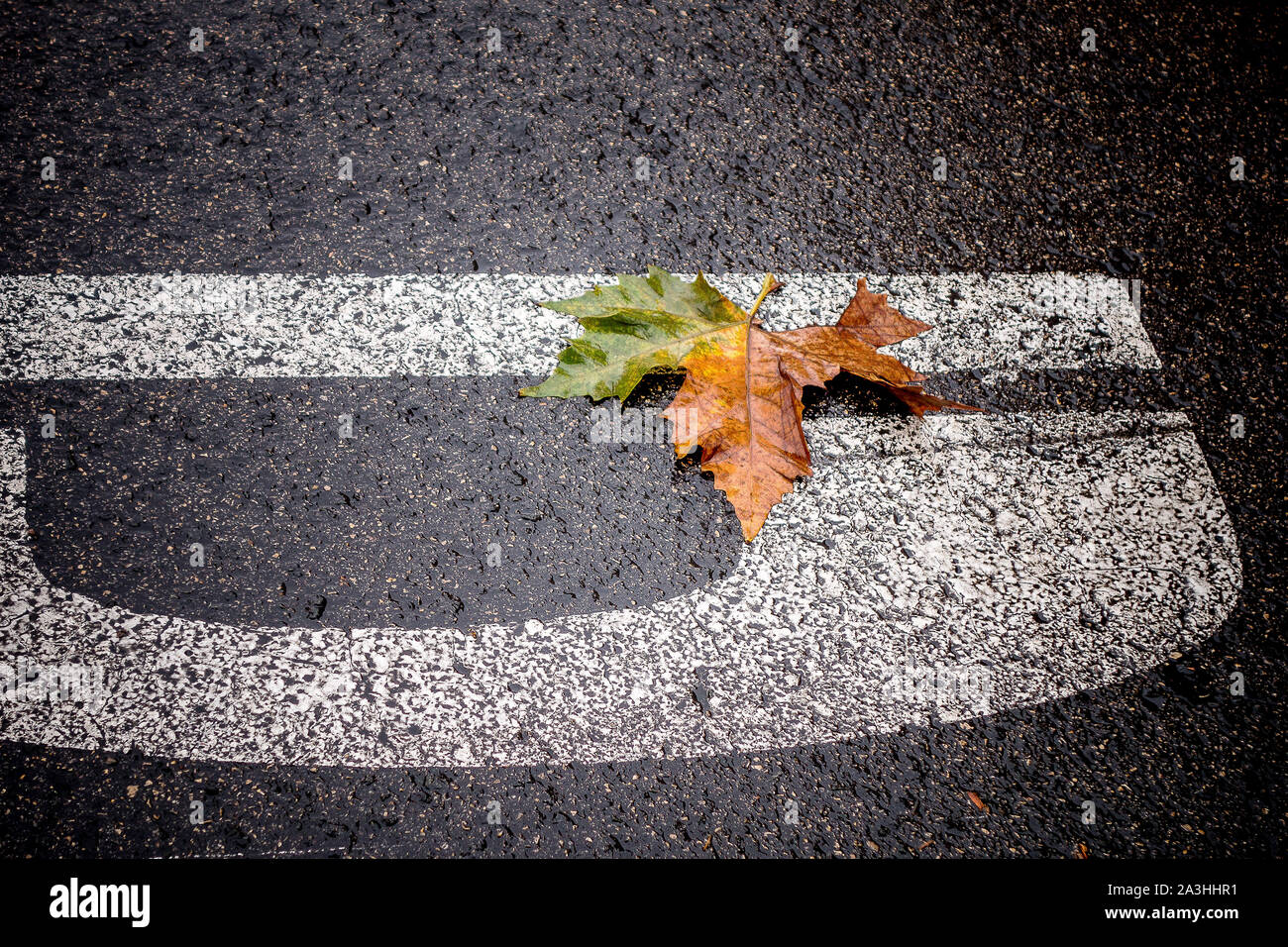 Autumn leaves floating on the surface of the asphalt of the road Stock Photo