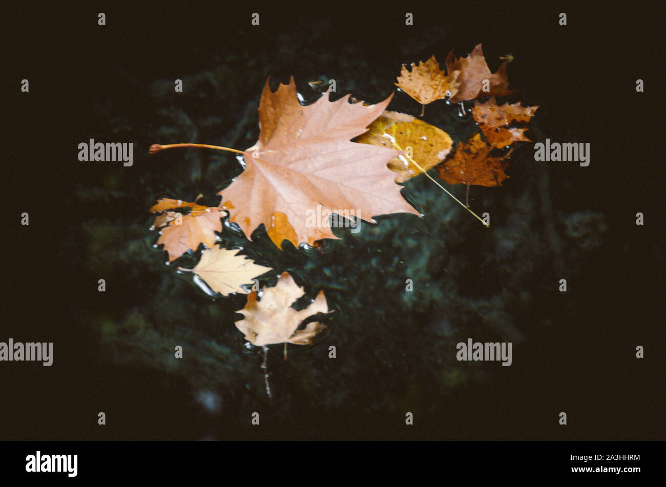 Autumn leaves floating on the surface of the water Stock Photo - Alamy