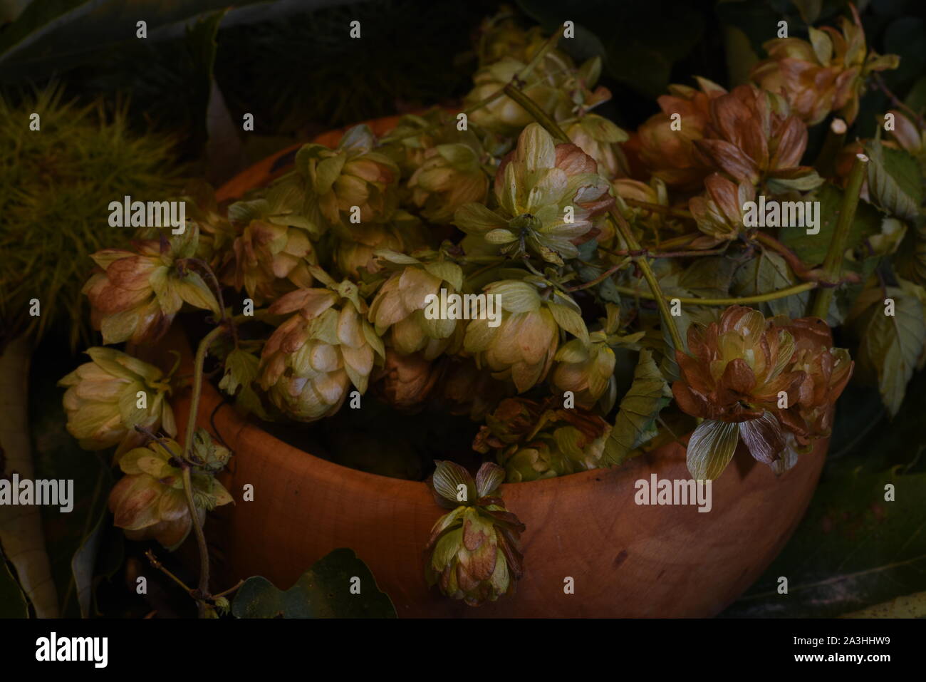 Autumn Hops (Humulus lupulus) from the English hedgerow in a hand turned wooden bowl set to mellow tones Stock Photo