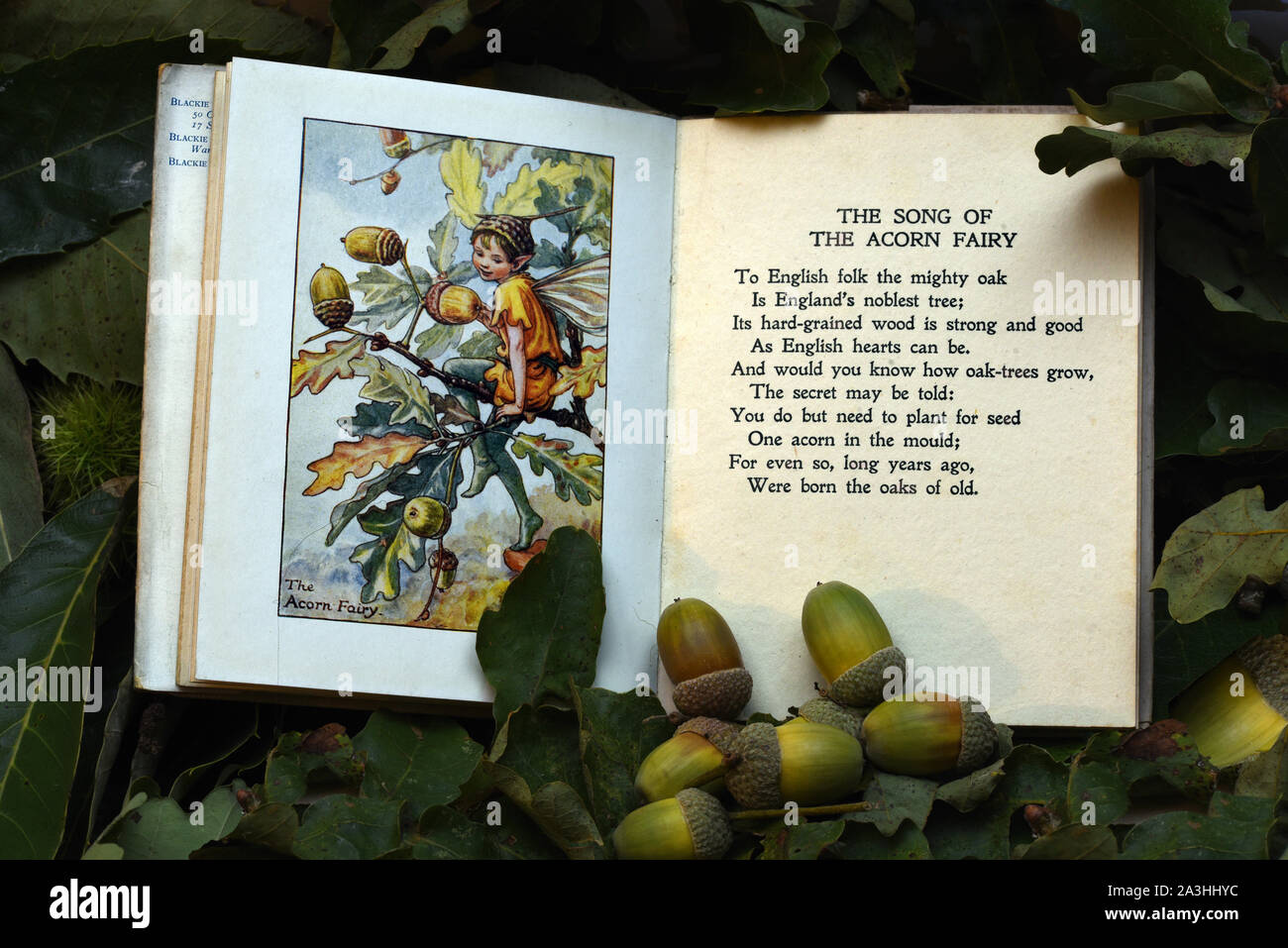 Autumn fruits and berries with illustrations by Cicely Mary Barker of the flower and tree fairies Oak (Quercus) Stock Photo