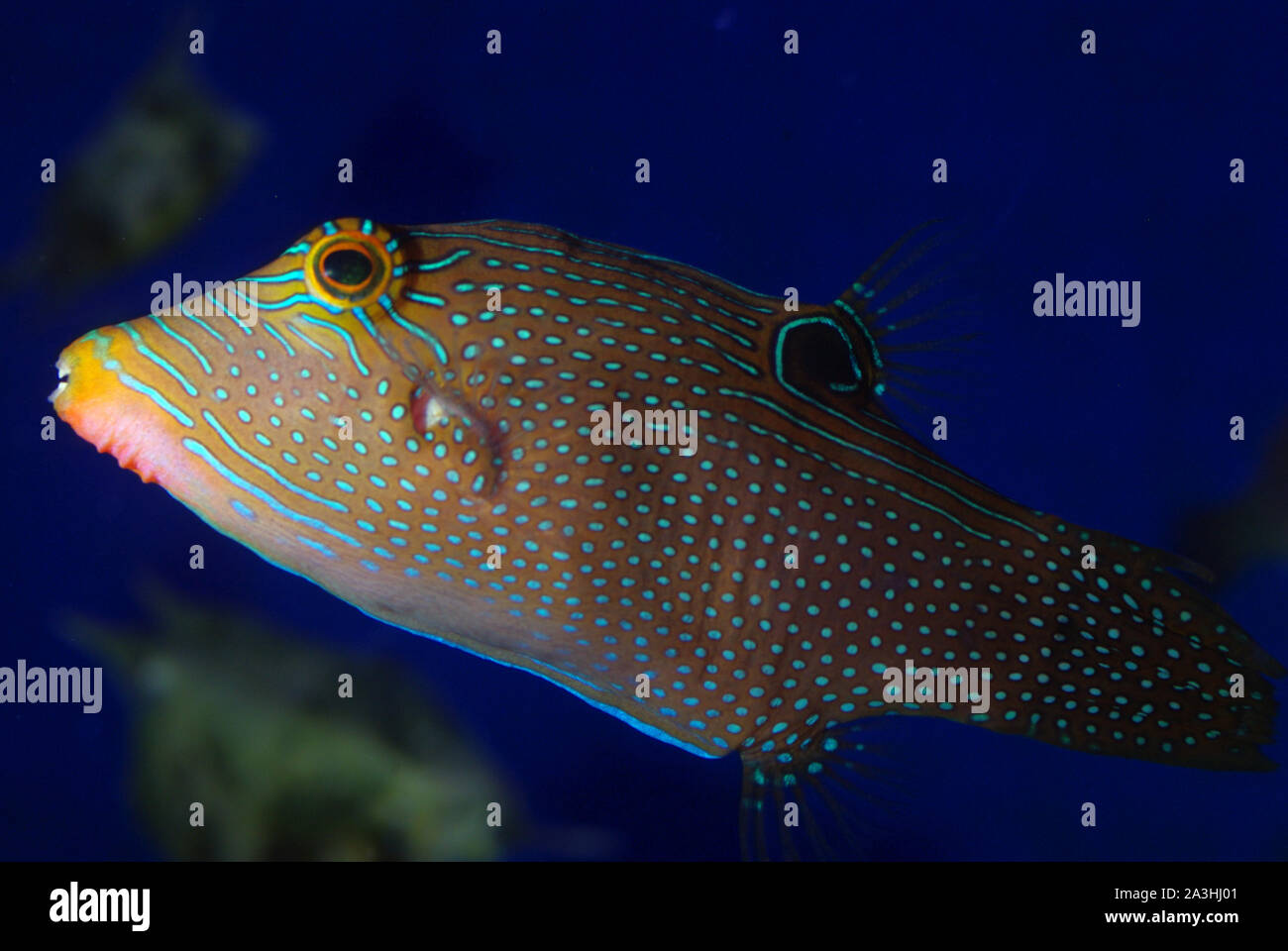 Spotted sharpnose (Canthigaster solandri Stock Photo - Alamy