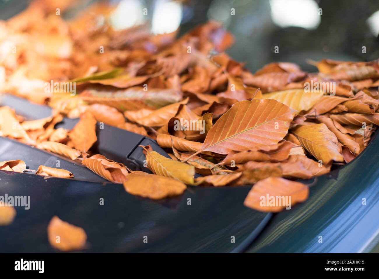 Close up of fallen leaves lying on a car window Stock Photo Alamy