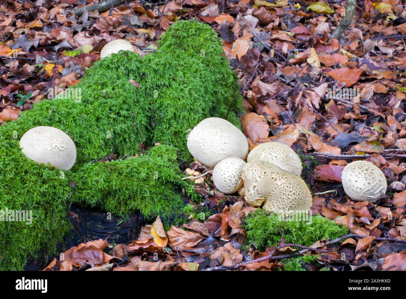 Common Earthball (Scleroderma citrinum) occurs widely in woods, heathland and grassland from autumn to winter. It is a poisonous species. Stock Photo