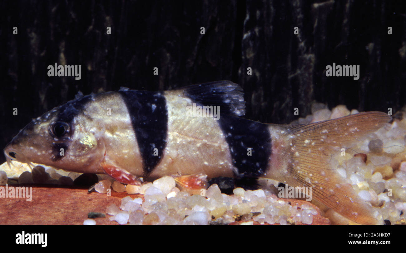 Chromobotia macracanthus (Clown loach) affected by white spot disease (Ichthyophthirius multifilis) Stock Photo