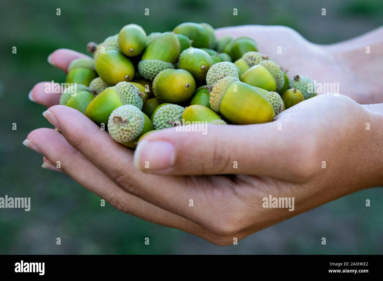 A girl's hands hold acorns Stock Photo