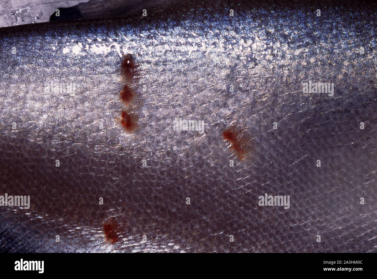 Aquarium fish disease: injuries by argulosis (Argulus sp.) in Moonlight gourami (Trichogaster microlepis) Stock Photo