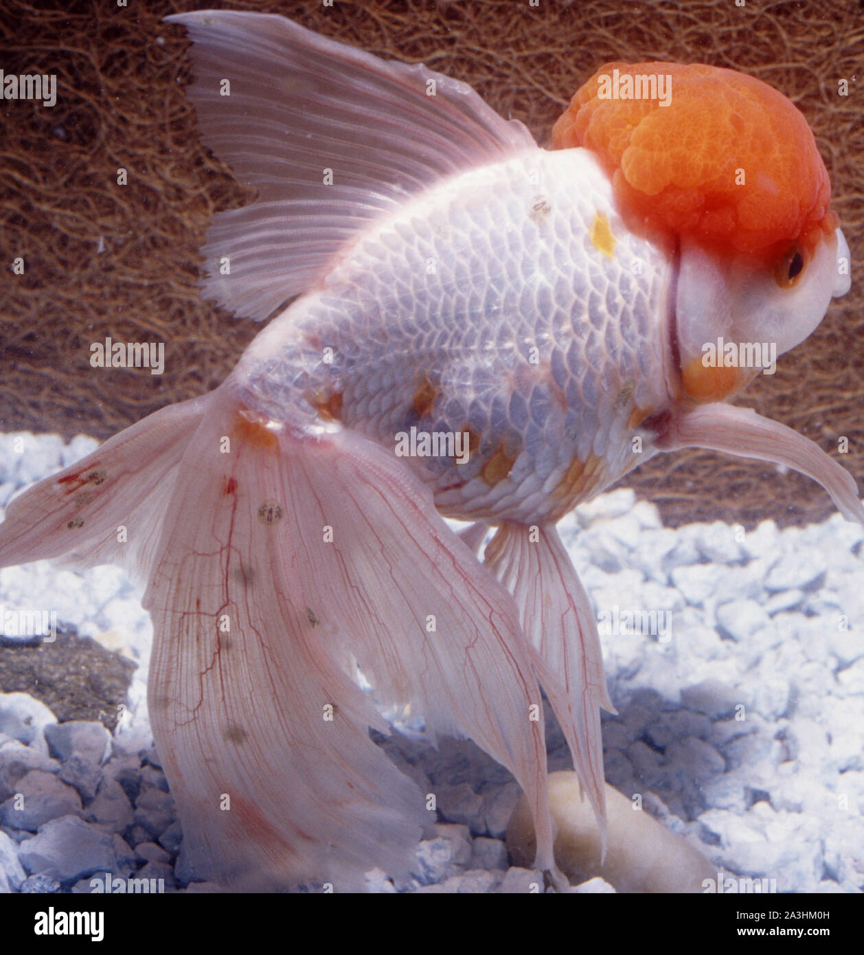 Oranda goldfish (Carassius auratus) affected by 'louse fish disease' (Argulus sp.) in aquarium Stock Photo