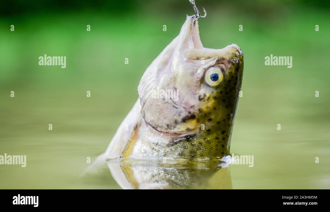 Fish in trap close up. fishing equipment. Bait spoon line fishing  accessories. Victim of poaching. Save nature. On hook. Silence concept. Fish  trout caught in freshwater. Fish open mouth hang on hook