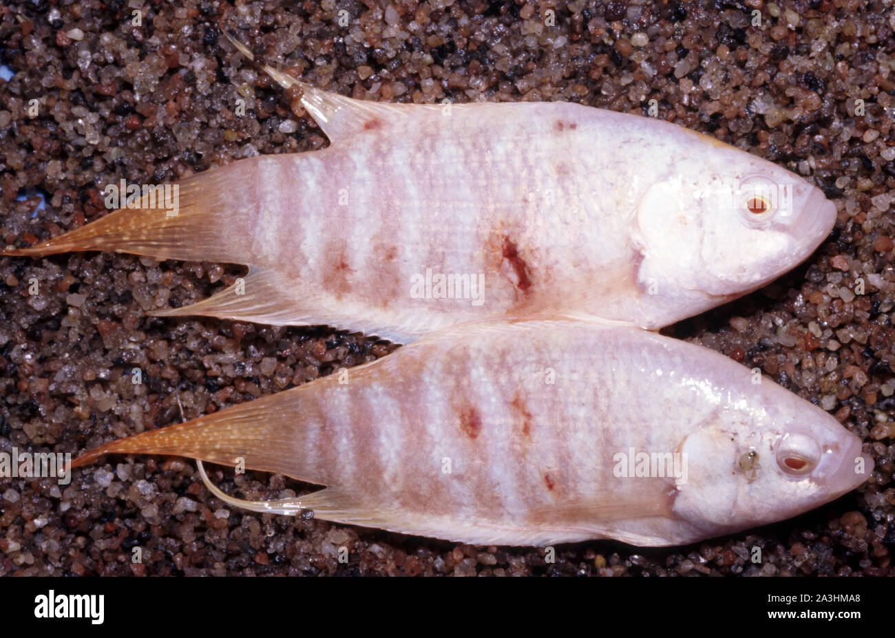 Albino Paradise fish (Macropodus opercularis) affected by 'fish louse' disease (Argulus sp.) Stock Photo
