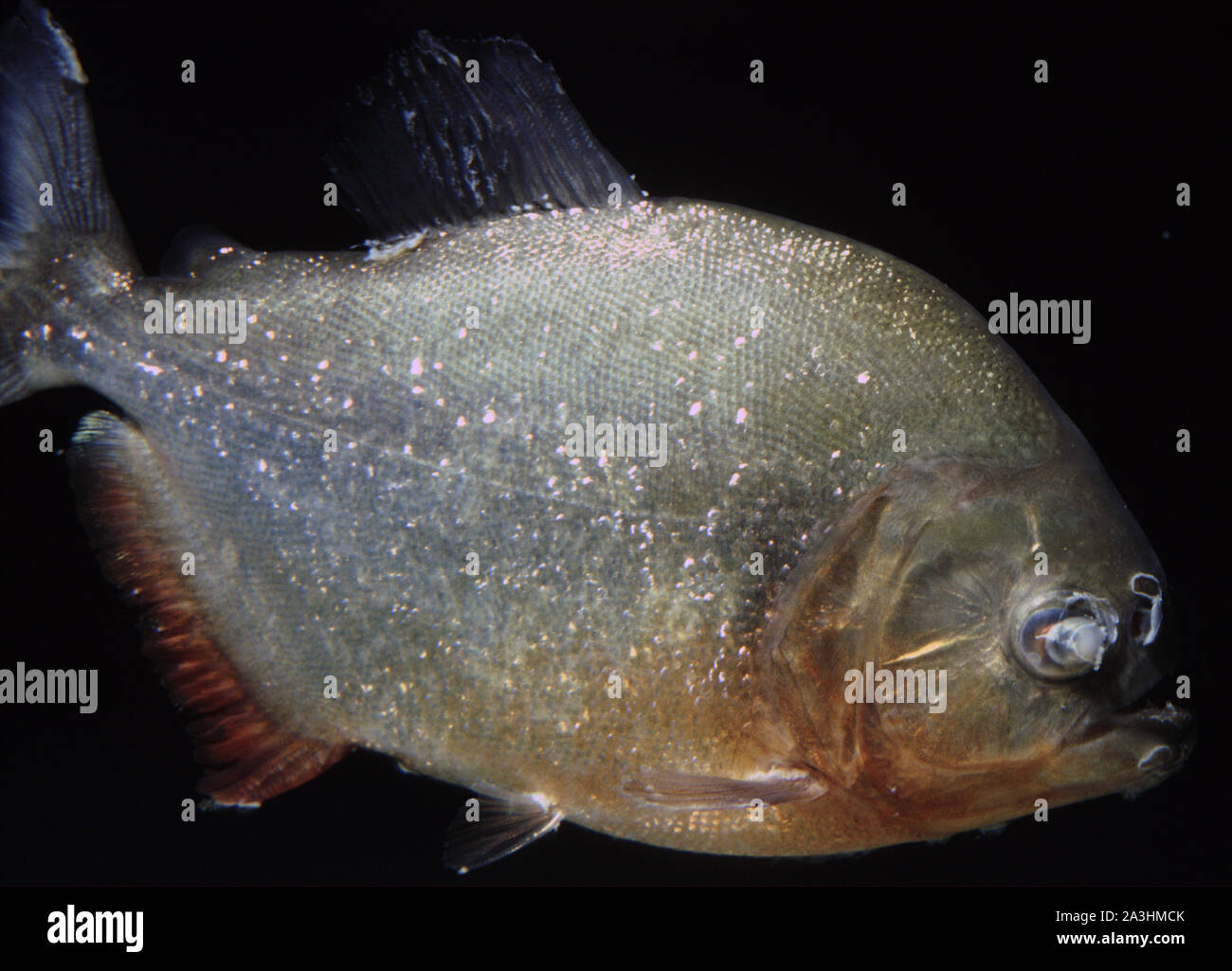 Fungosis (Saprolegnia) on the eye of a Piranha (Serrasalmus sp.) Stock Photo