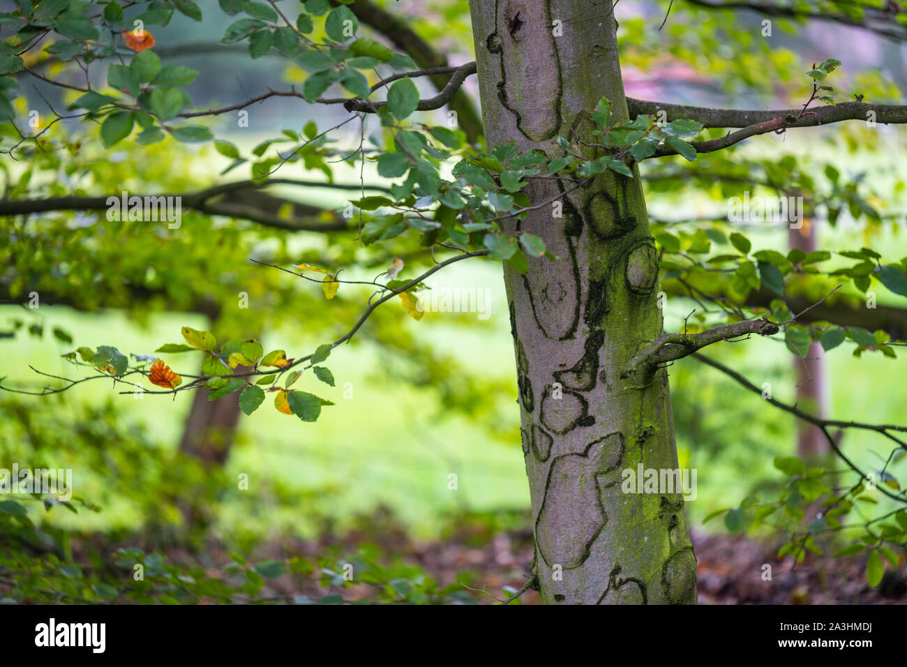 An interesting pattern has been created on this tree while growing ...