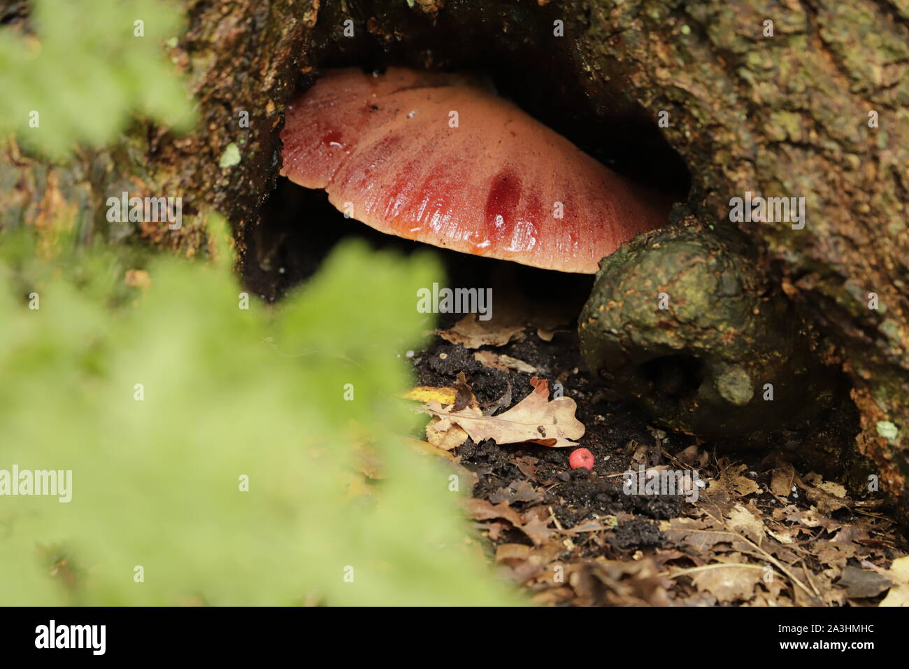 Beefsteak or Oxtongue is this fungus called. The latin name is Fistulina hepatica Stock Photo