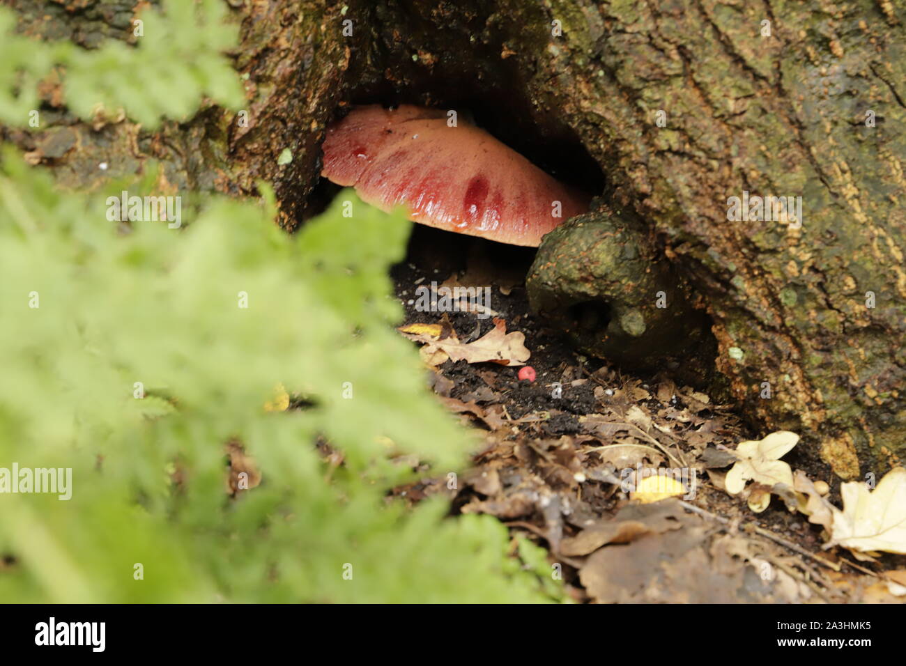Beefsteak or Oxtongue is this fungus called. The latin name is Fistulina hepatica Stock Photo