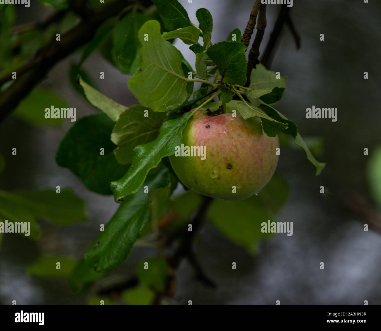 Apple a day. Stock Photo