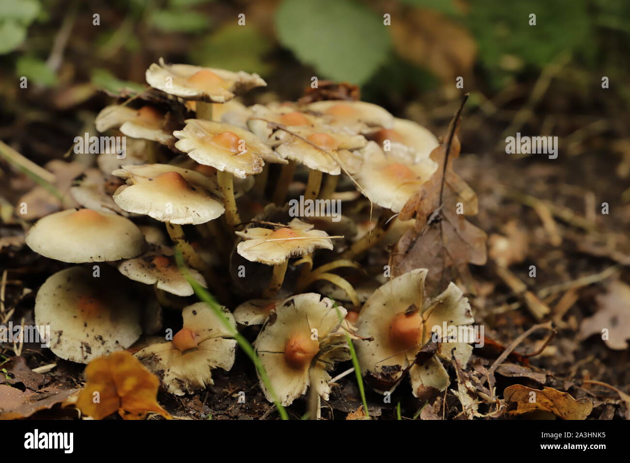 Tree Toad Stools Crop of toadstools hi-res stock photography and images - Alamy