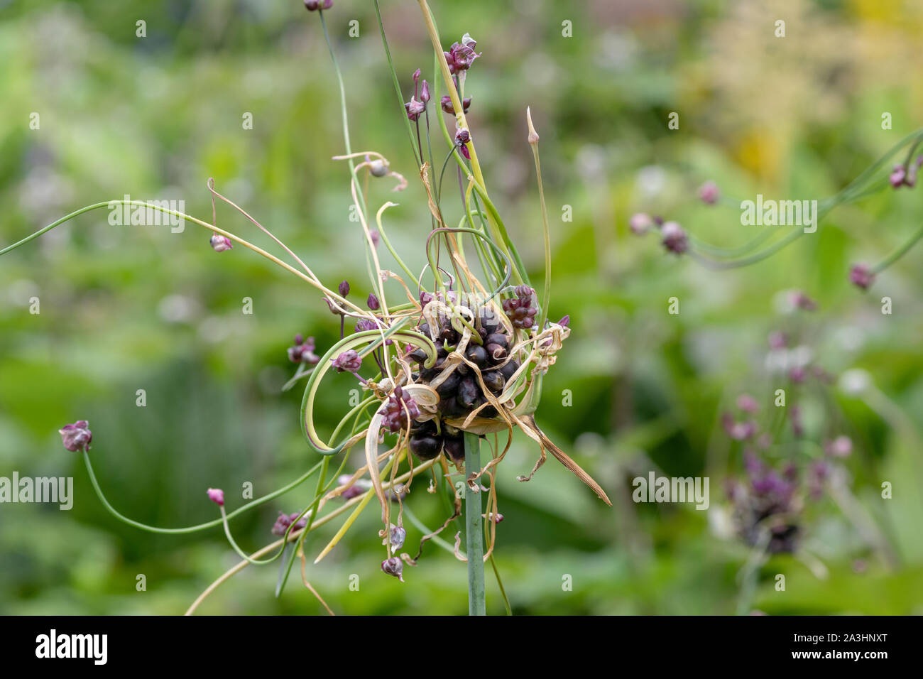 Close up of a sand leek (allium scorodoprasum) plant Stock Photo