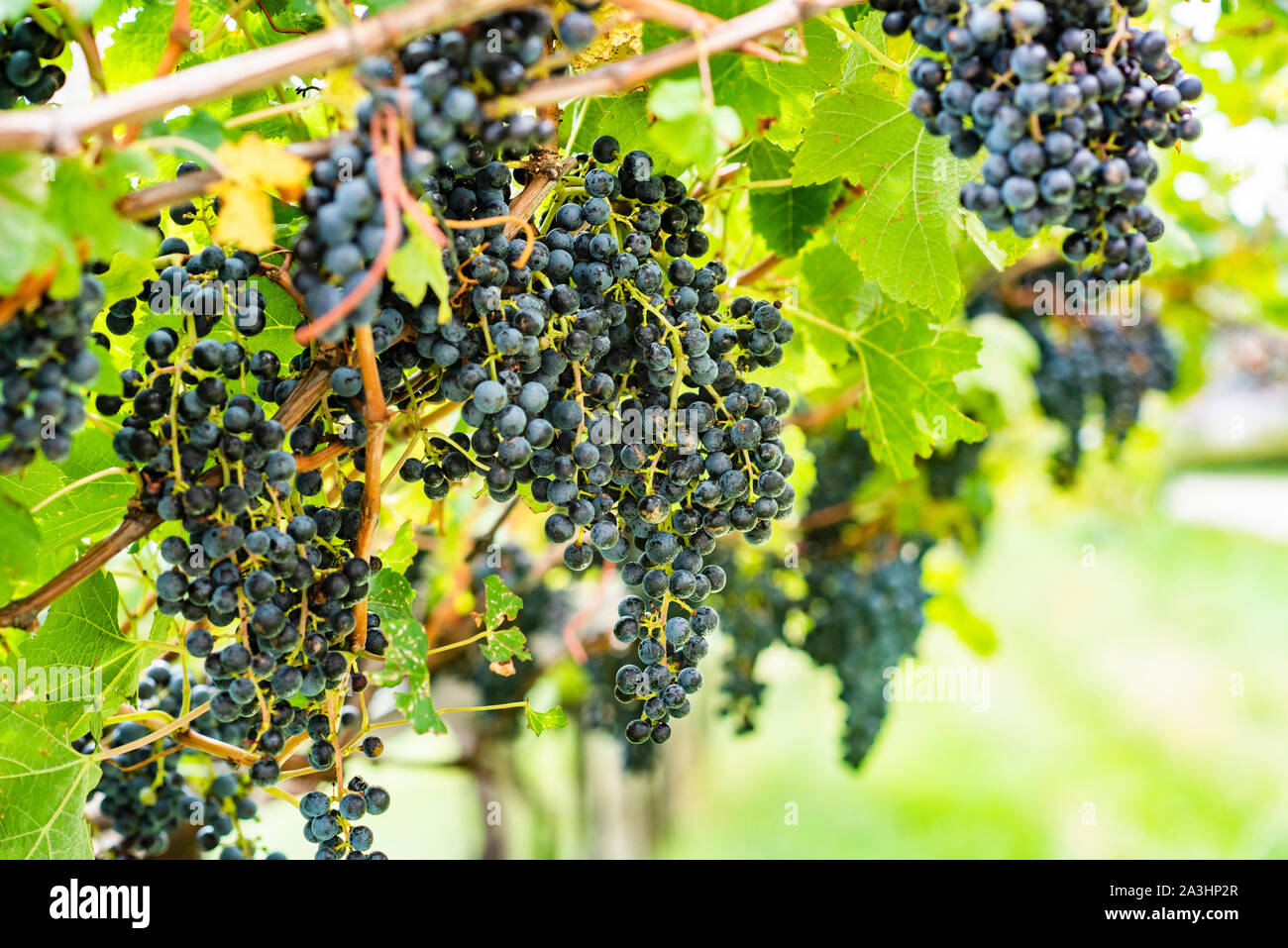 Ripe grapes on a vineyard in Italy Stock Photo - Alamy