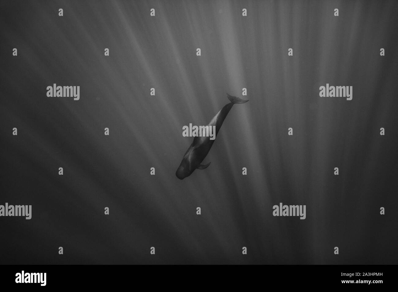 Deep ocean Black and White Stock Photos & Images - Alamy