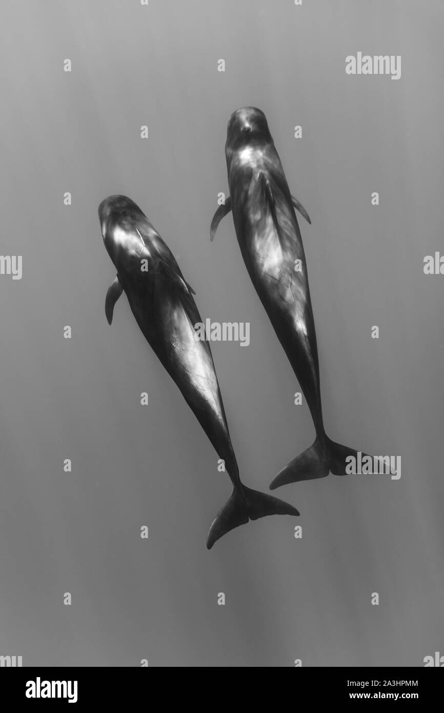 Whale black and white hi-res stock photography and images - Alamy