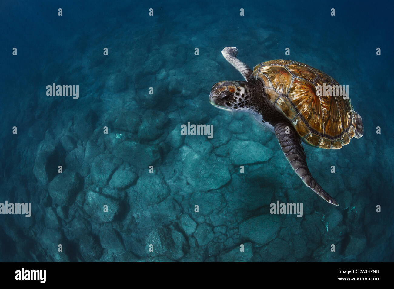 Closeup of sea turtles swimming underwater Stock Photo Alamy