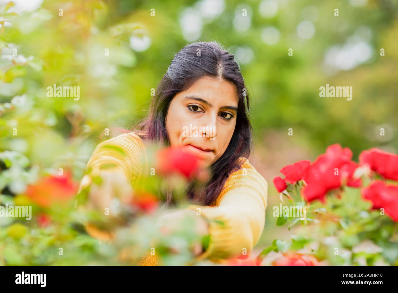 young woman outside cutting roses Stock Photo - Alamy