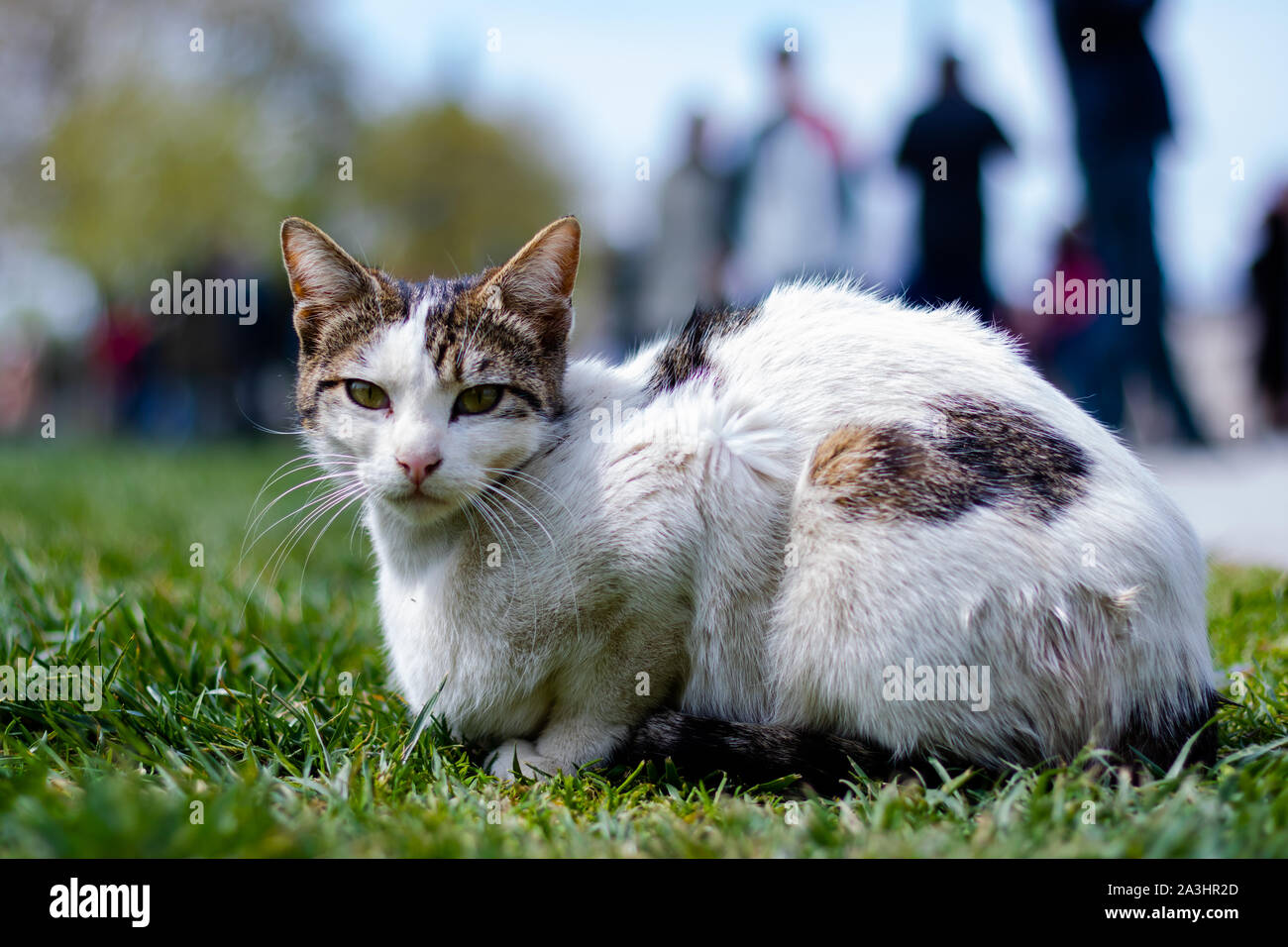 A stray cat lying on the grass Stock Photo