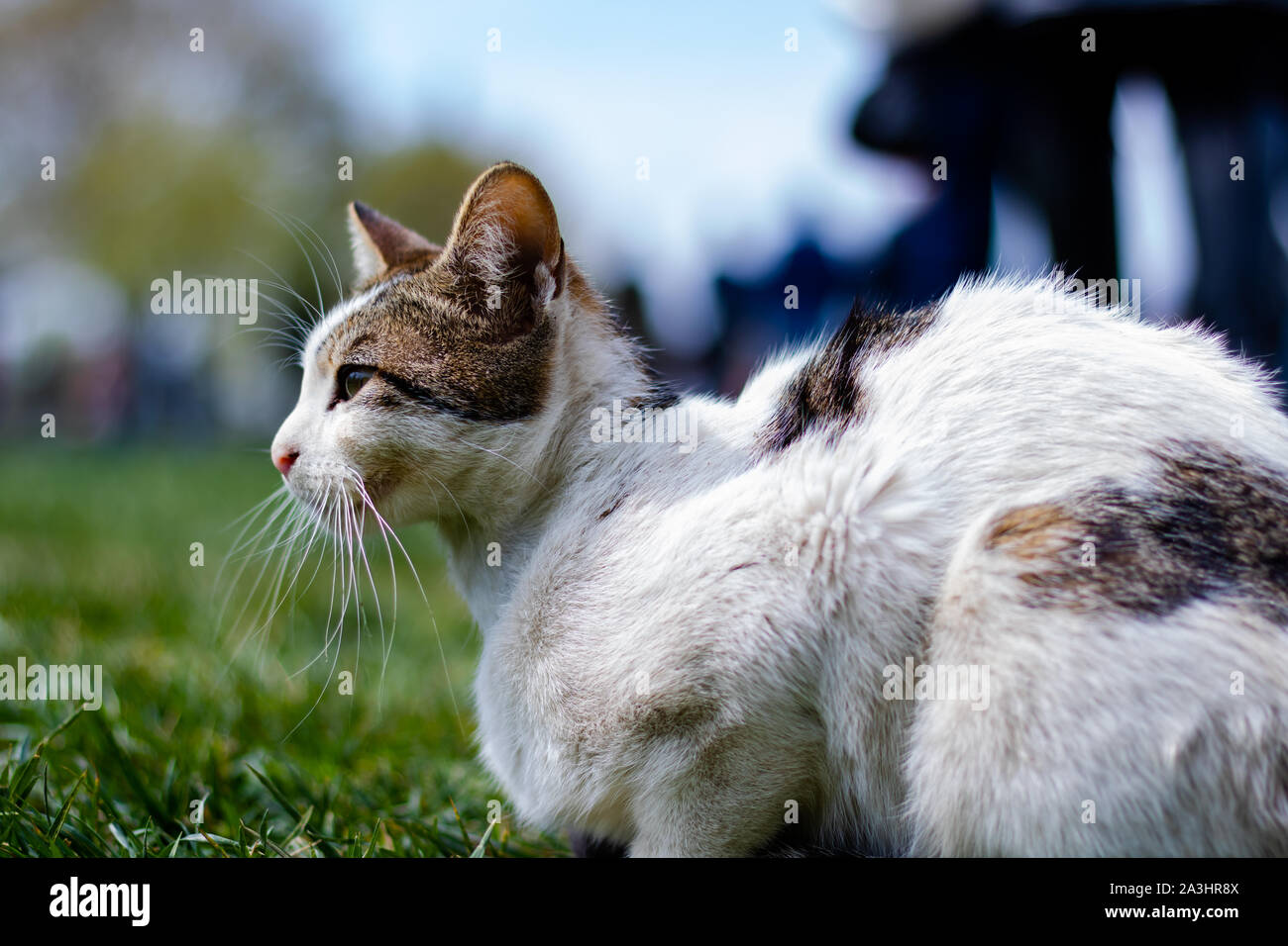 A stray cat lying on the grass Stock Photo