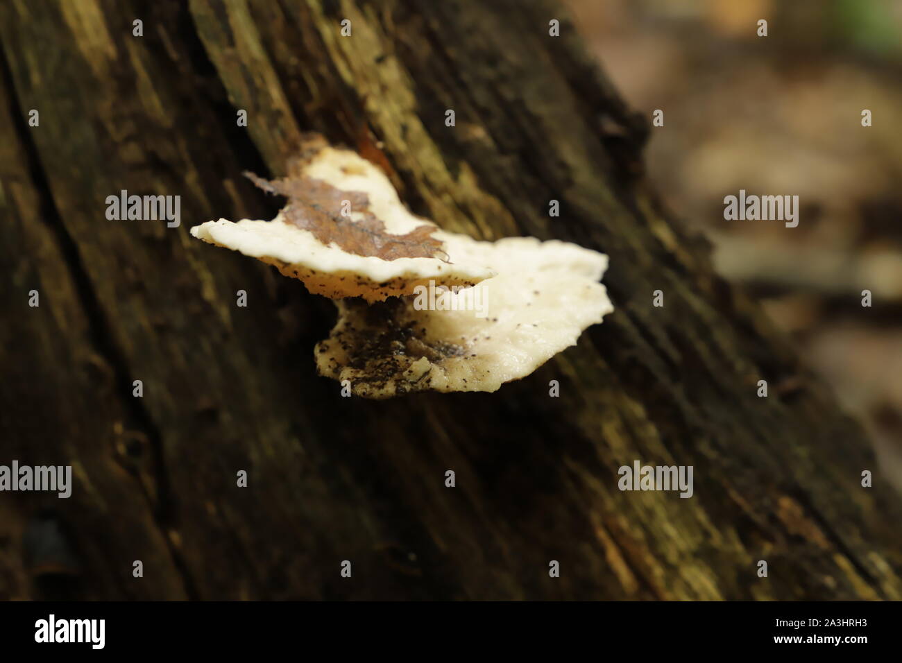 Shelf fungus grows on trees during the year Stock Photo Alamy