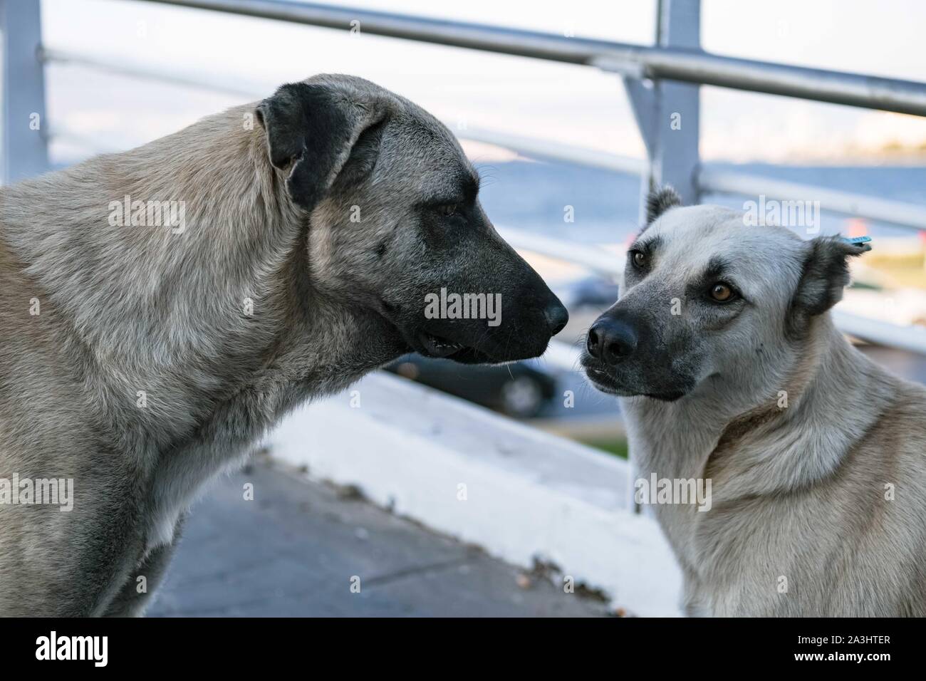 Two cute urban dogs, getting to know and greeting each other by sniffing in the middle of the street in Izmir, Turkey. Stock Photo