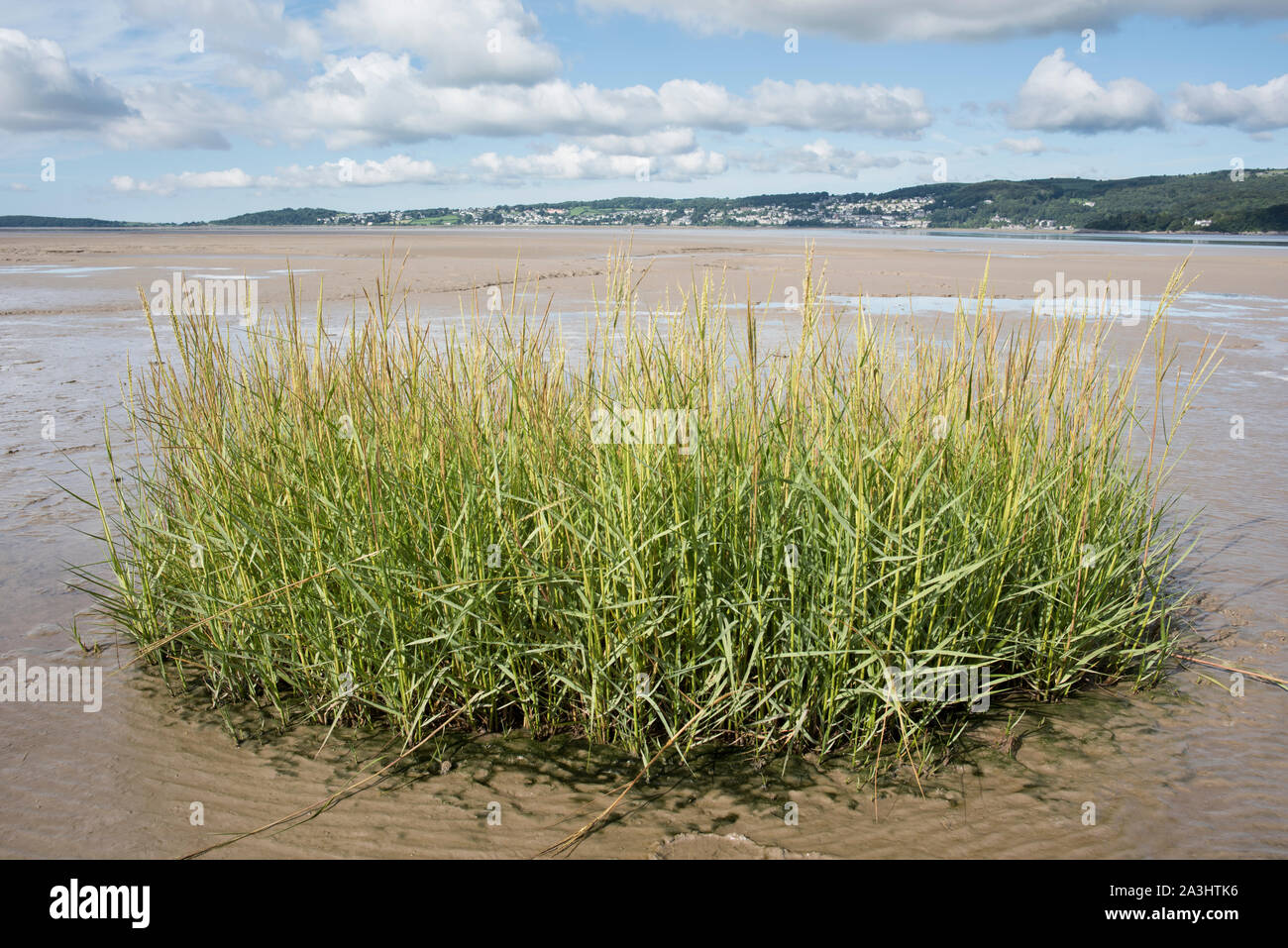 Grasses in the Kent estuary at White Creek, Morecambe Bay, With Grange-over-Sands in the distance. Stock Photo